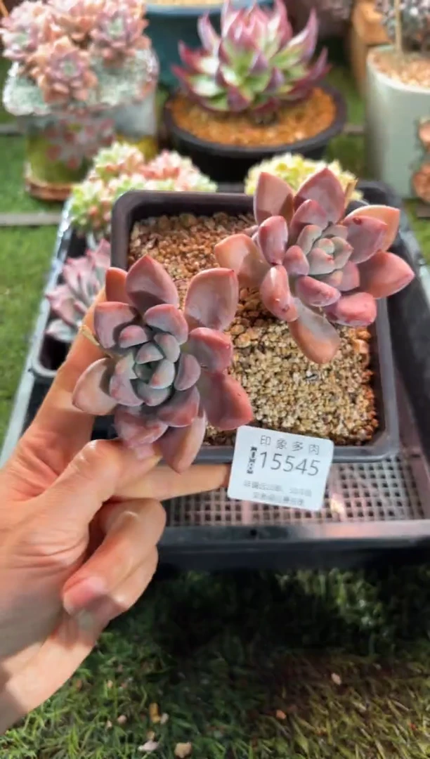 【闪购商品】15545