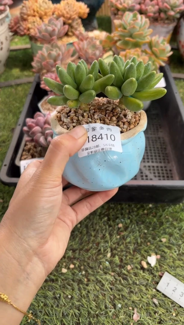 【闪购商品】18410