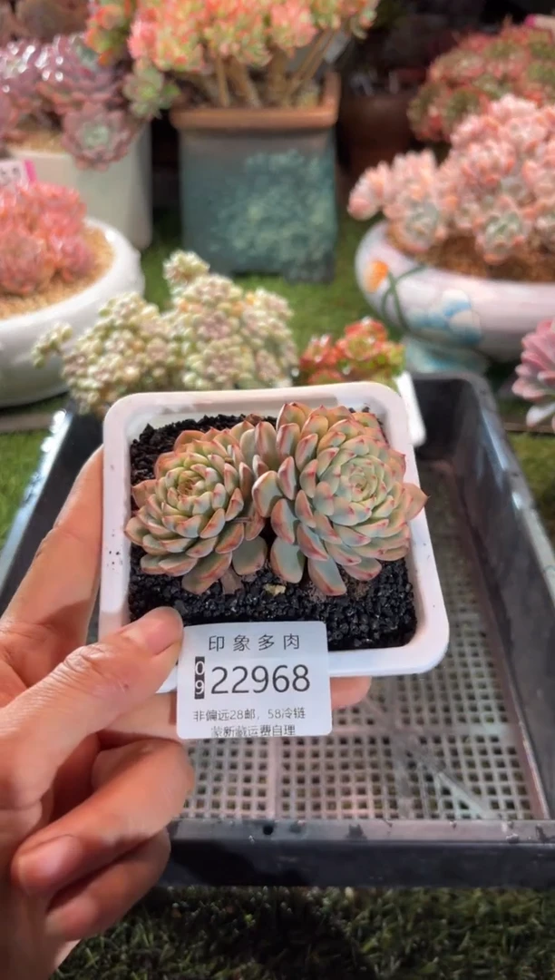 【闪购商品】22968