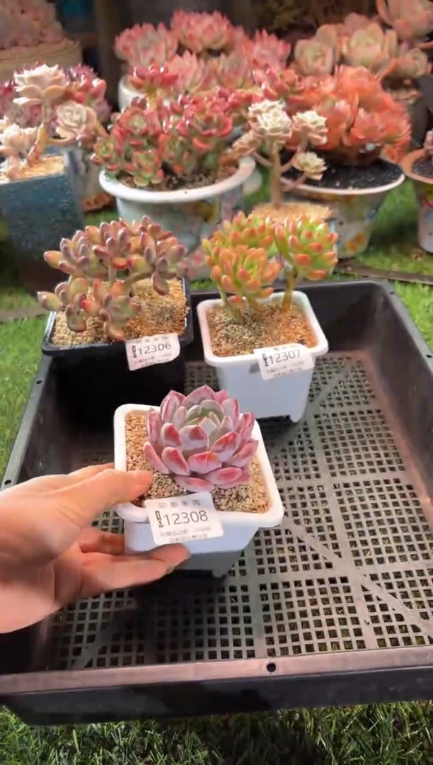 【闪购商品】12308