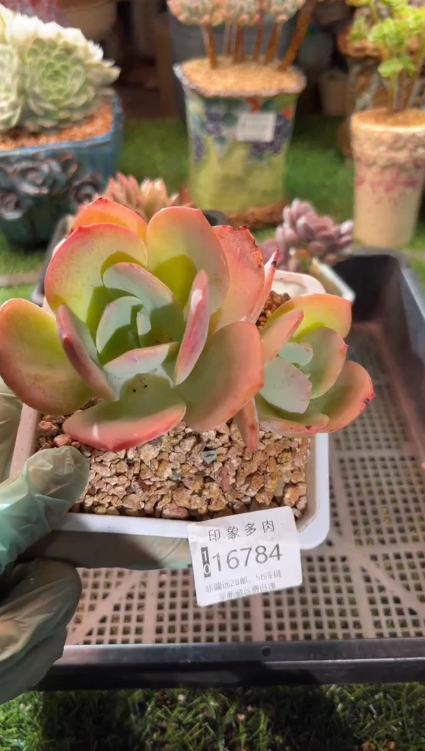 【闪购商品】16784