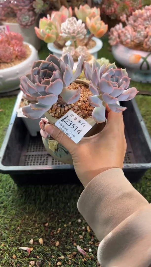 【闪购商品】23514