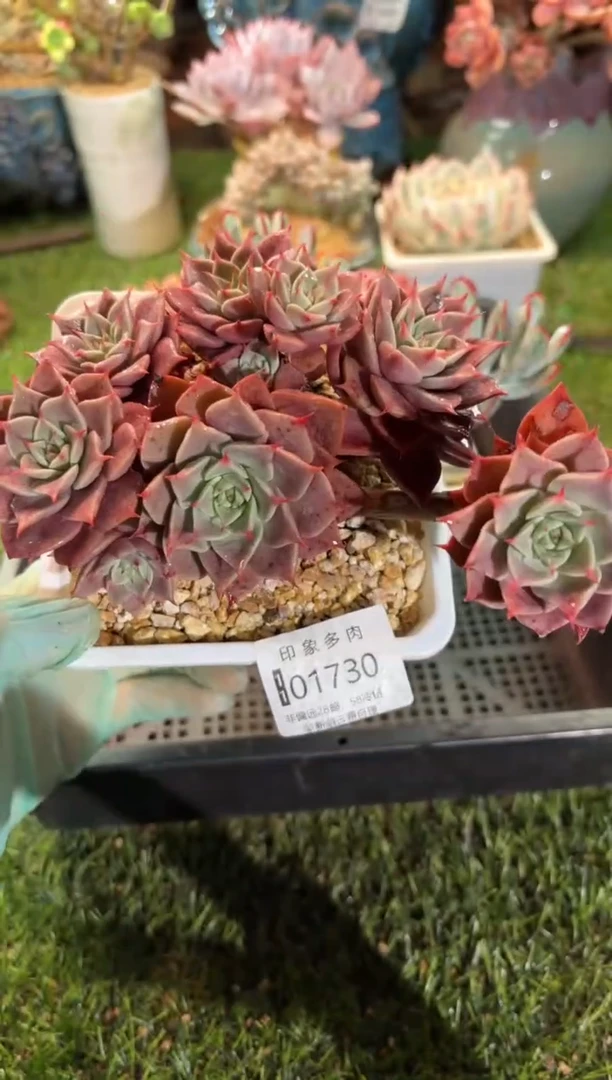 【闪购商品】01730