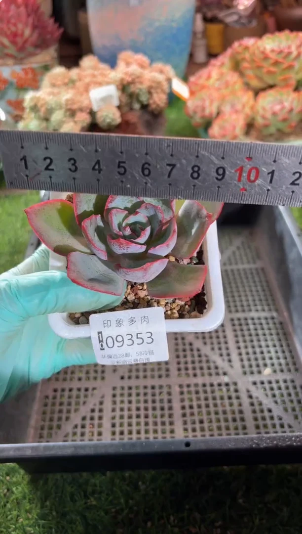 【闪购商品】09353