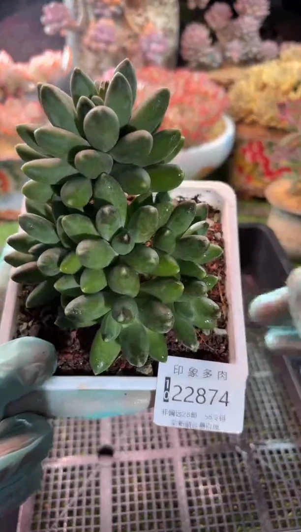 【闪购商品】22874