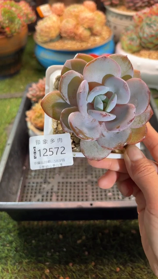 【闪购商品】12572