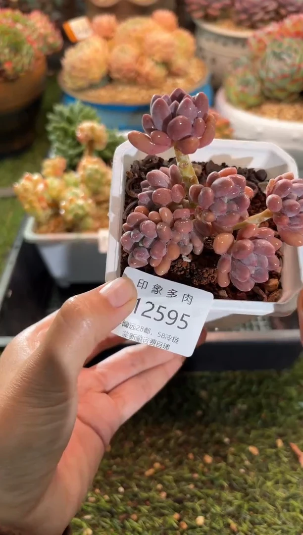 【闪购商品】12595