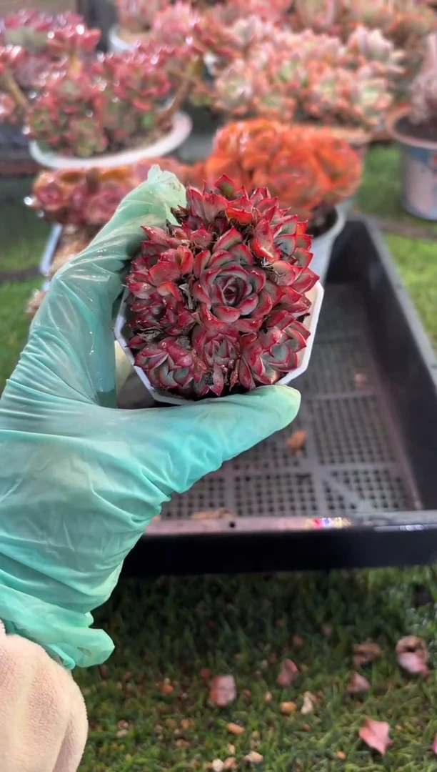 【闪购商品】11716