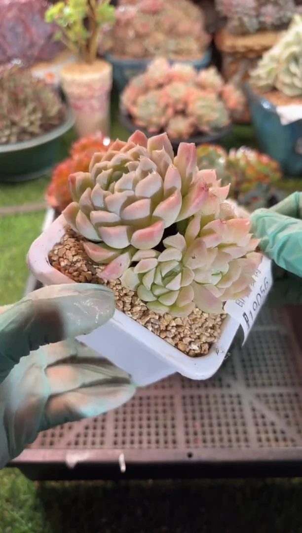 【闪购商品】19056