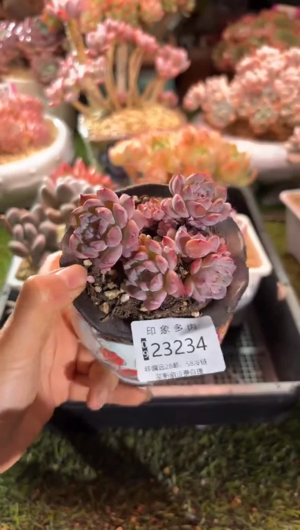 【闪购商品】23234