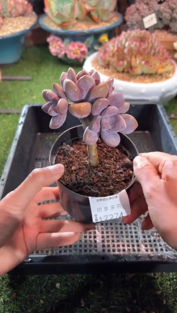 【闪购商品】17274