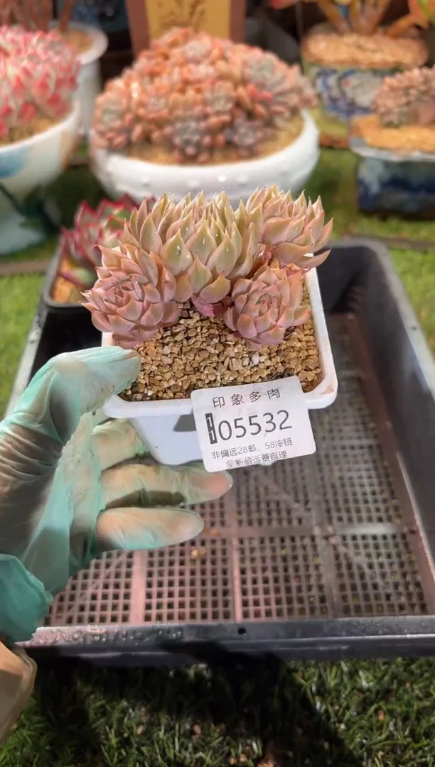 【闪购商品】05532