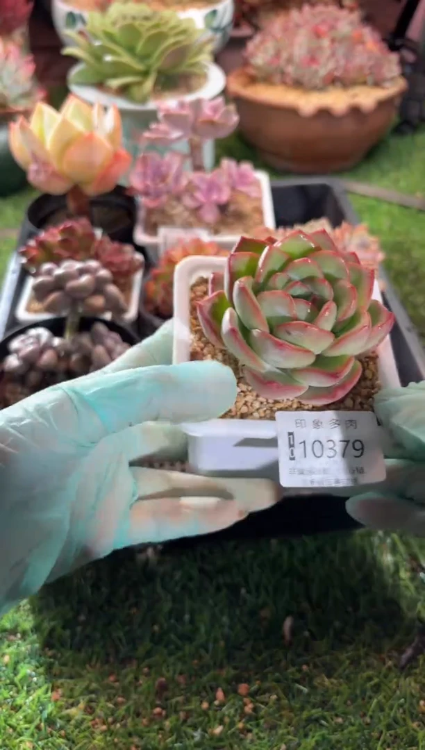 【闪购商品】10379