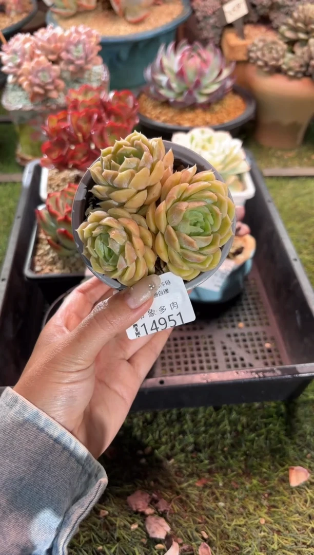 【闪购商品】14951