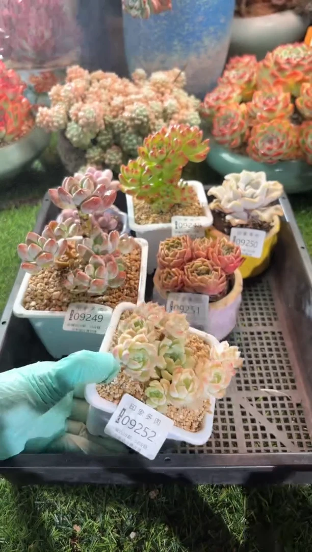 【闪购商品】09252