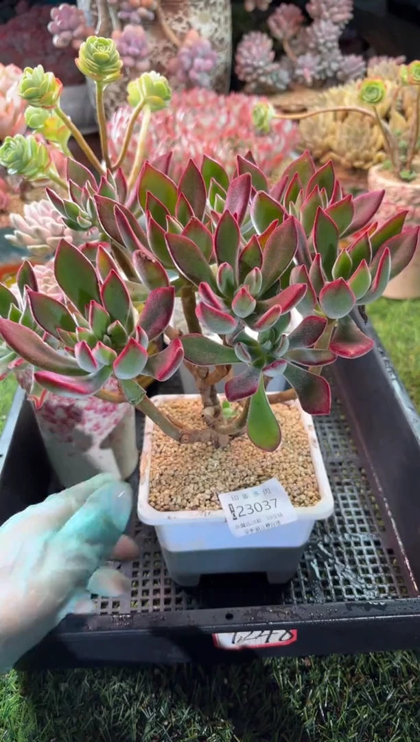 【闪购商品】23037