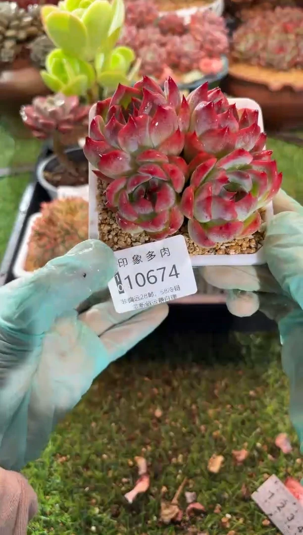 【闪购商品】10674