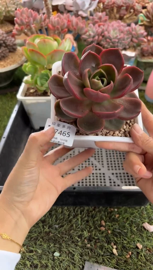 【闪购商品】17465