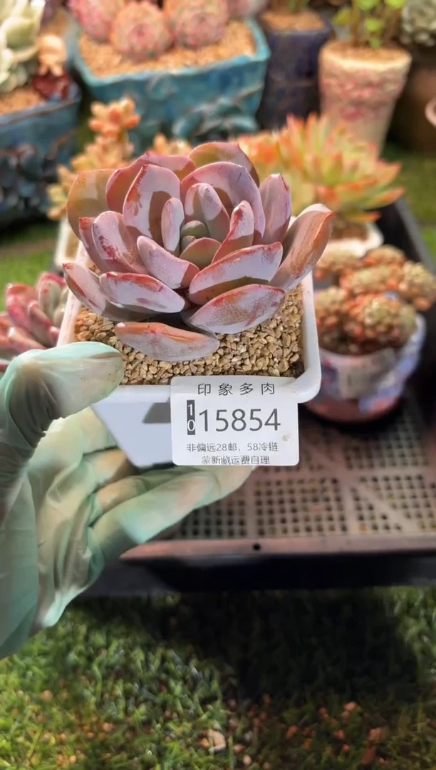 【闪购商品】15854