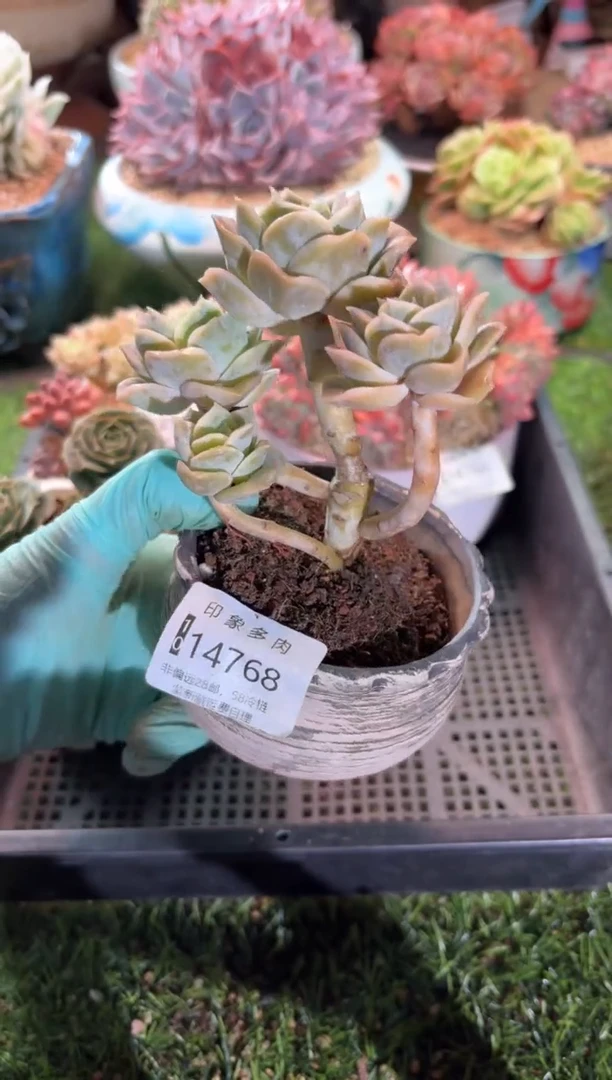 【闪购商品】14768