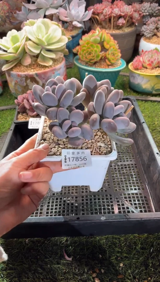 【闪购商品】17856