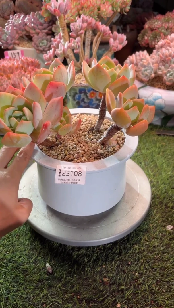 【闪购商品】23108