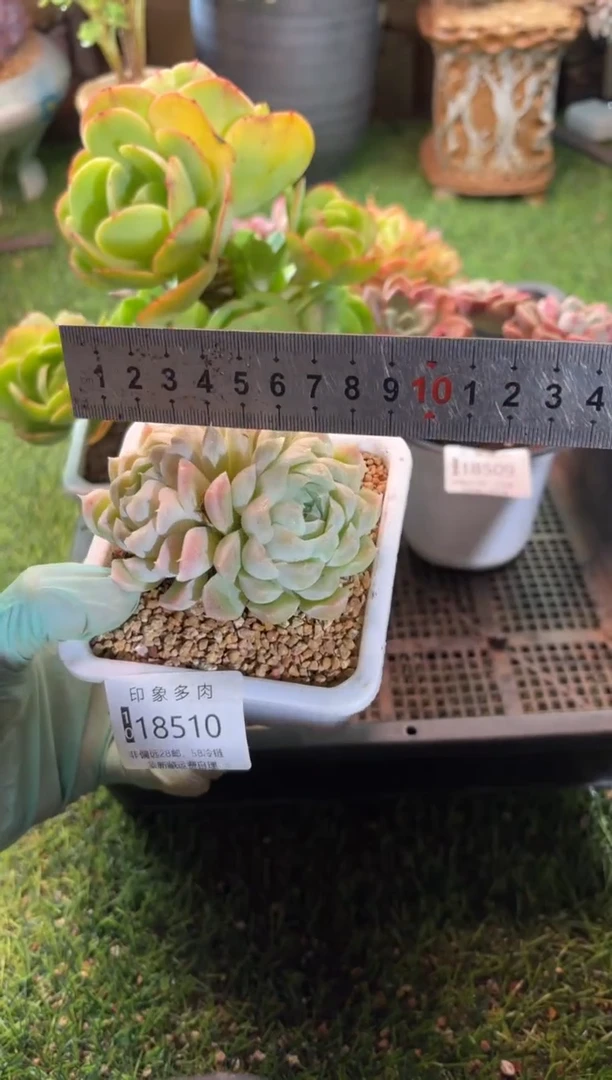 【闪购商品】18510