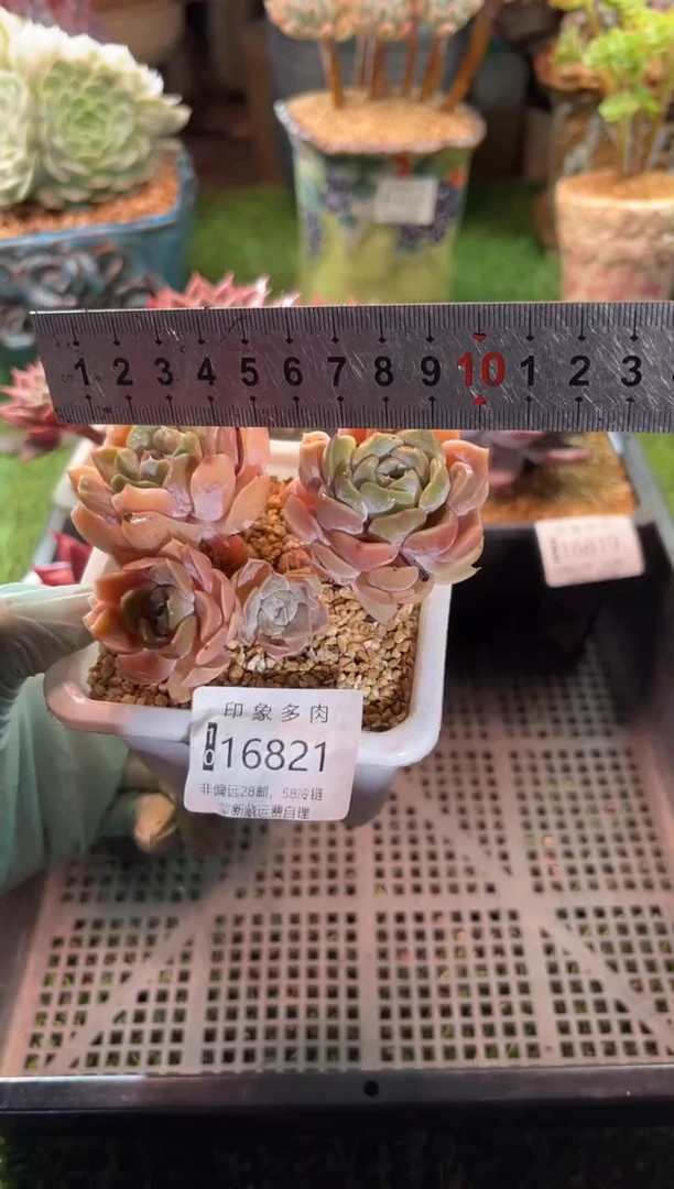 【闪购商品】16821