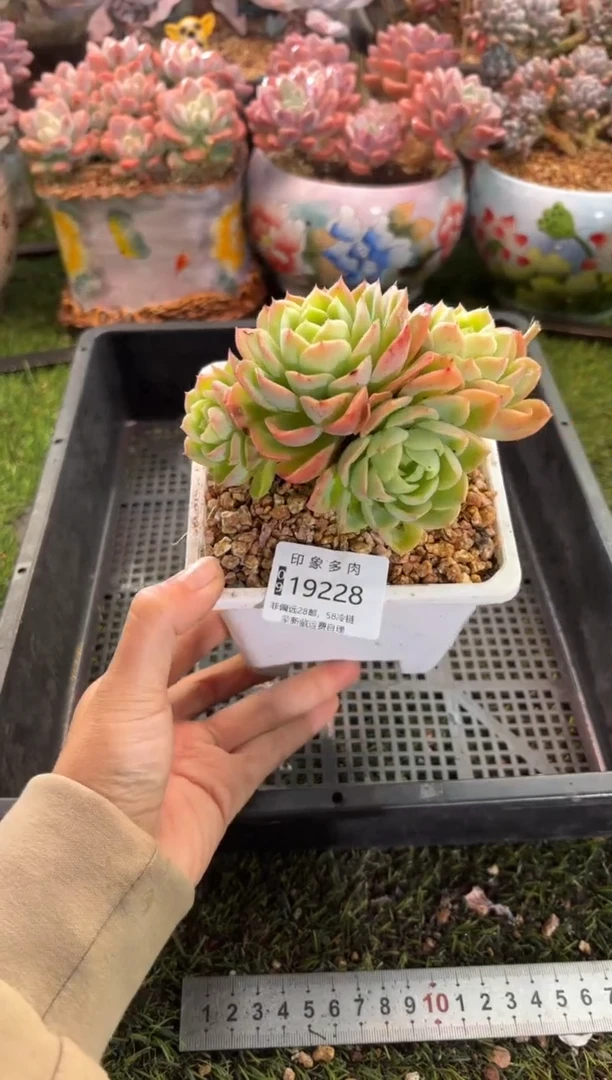 【闪购商品】19228