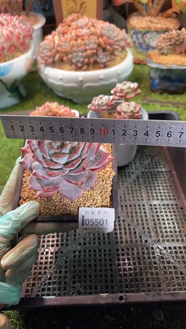 【闪购商品】05501