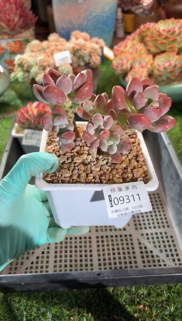 【闪购商品】09311