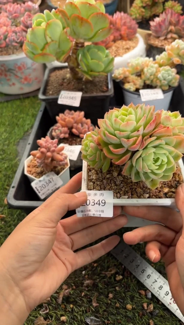 【闪购商品】20349