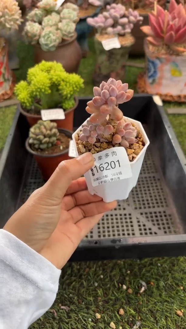 【闪购商品】16201