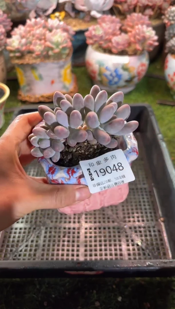 【闪购商品】19048