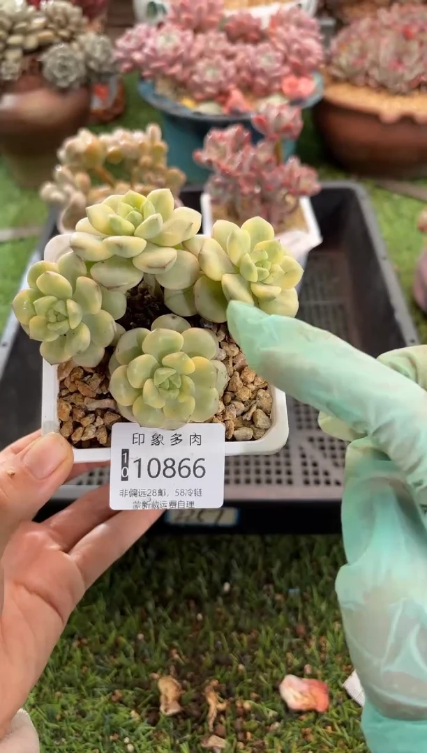 【闪购商品】10866