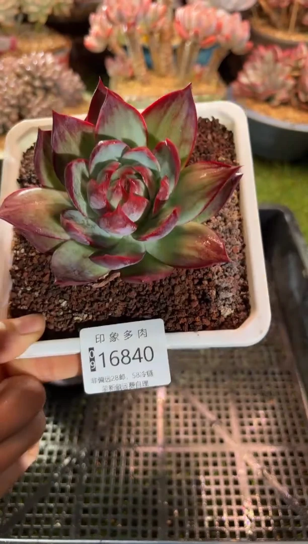 【闪购商品】16840