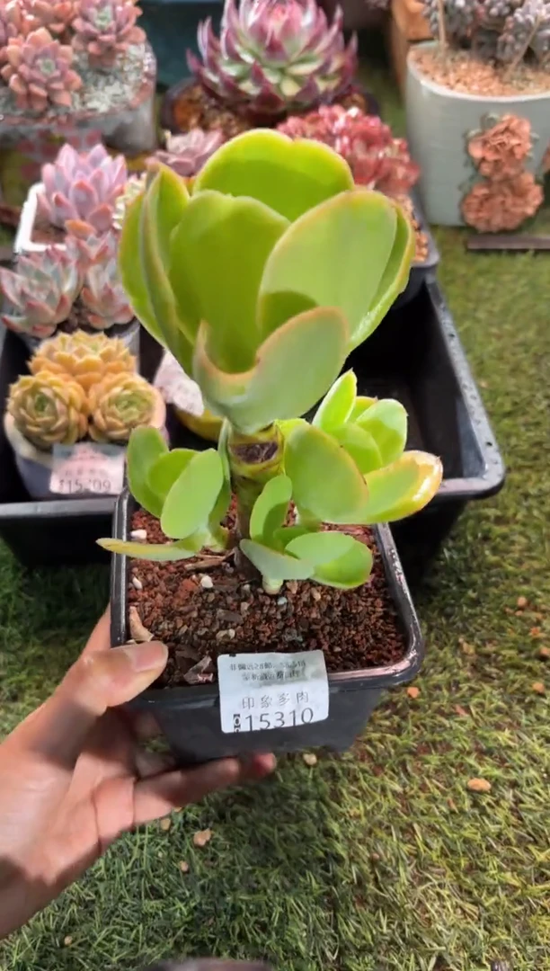 【闪购商品】15310