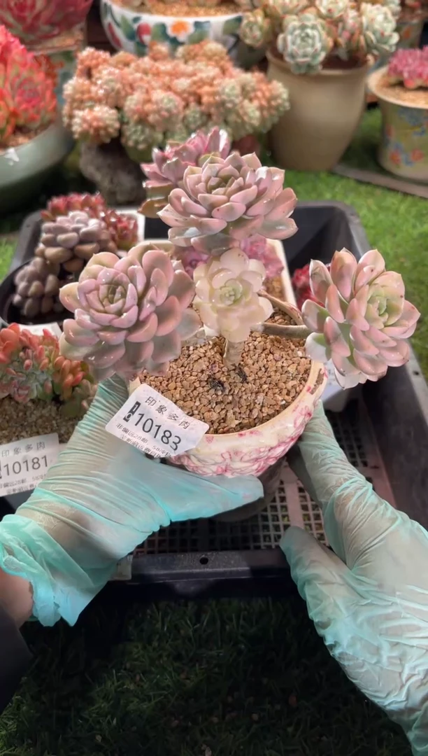 【闪购商品】10183