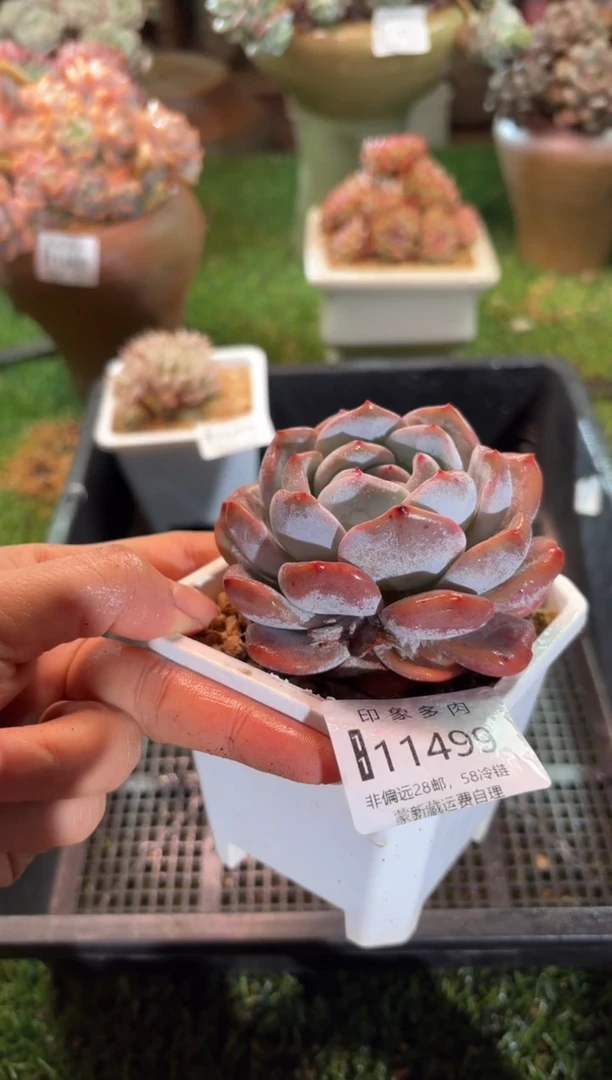 【闪购商品】11499