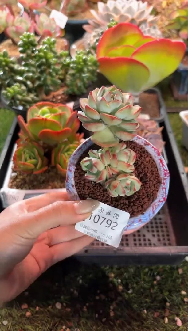 【闪购商品】10792