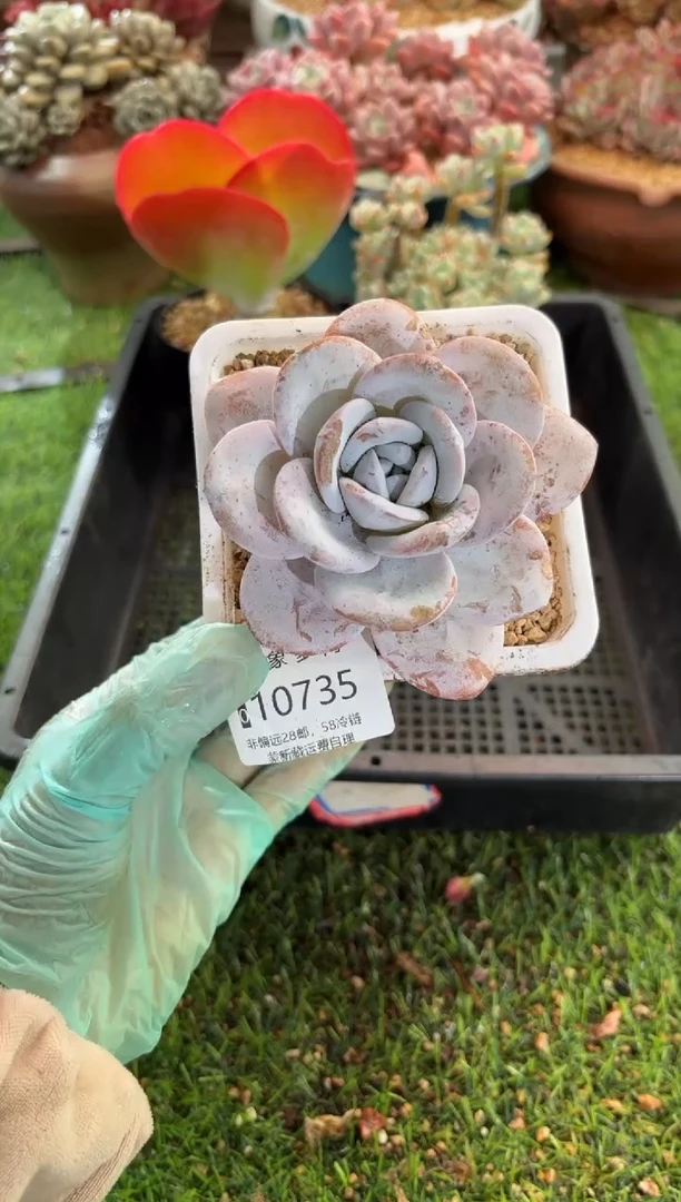 【闪购商品】10735