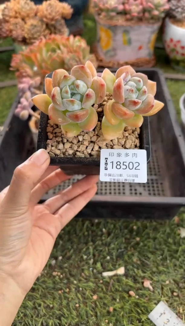 【闪购商品】18502