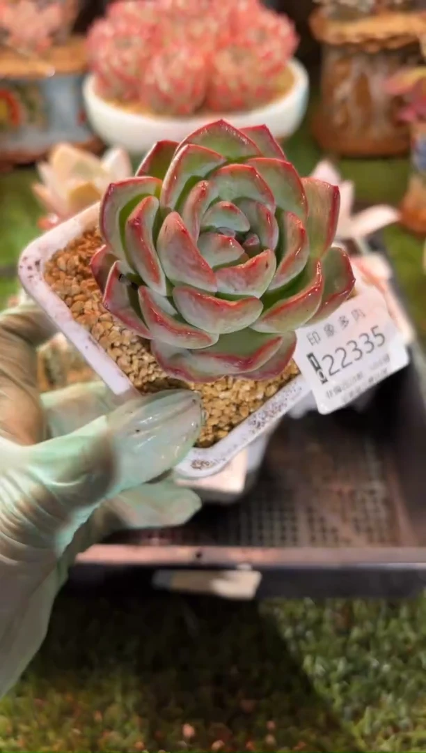 【闪购商品】22335