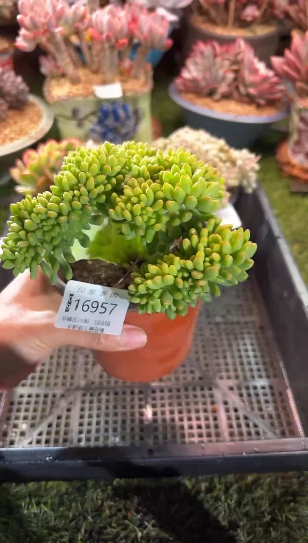 【闪购商品】16957