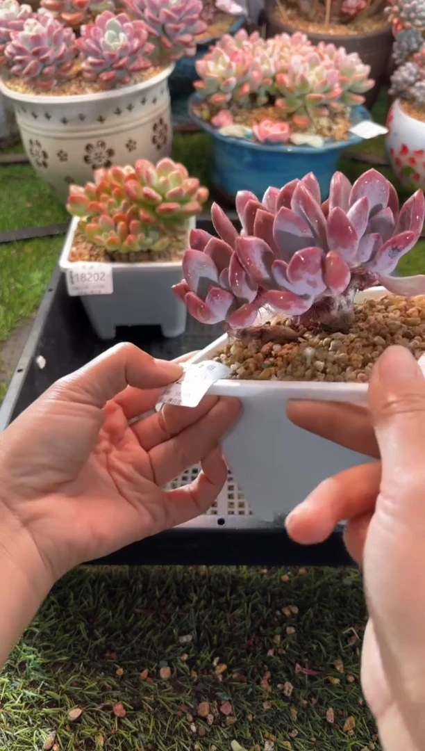 【闪购商品】18203