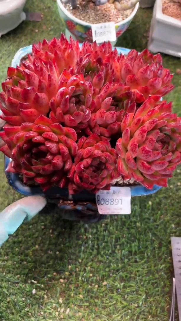 【闪购商品】08891