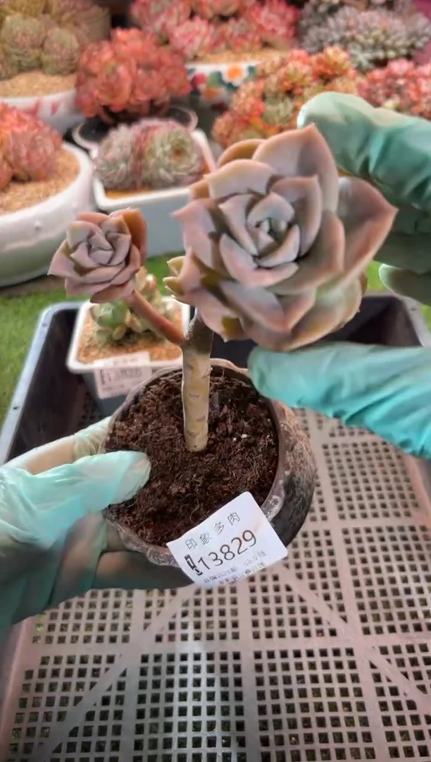 【闪购商品】13829