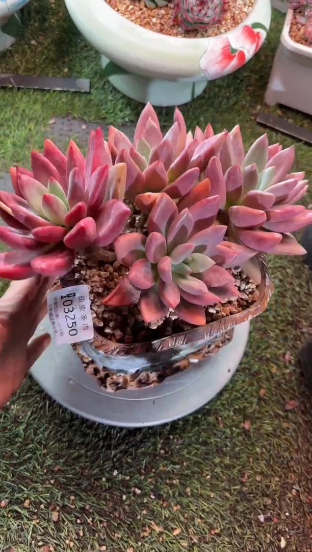 【闪购商品】03250