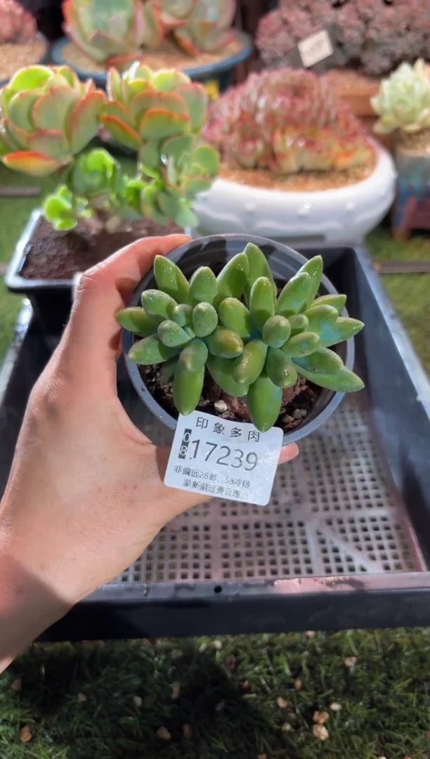 【闪购商品】17239