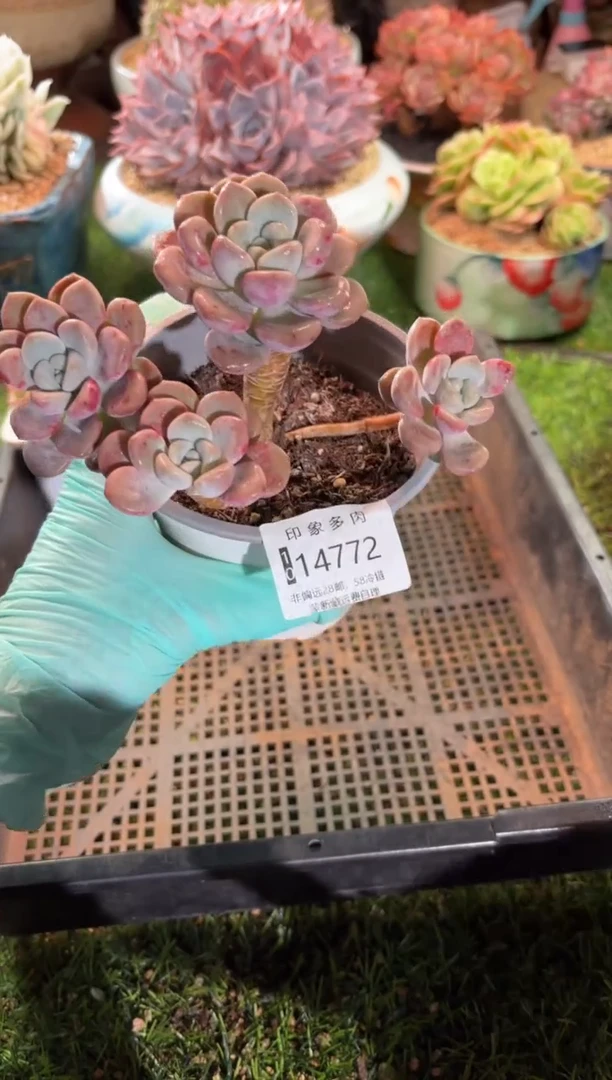 【闪购商品】14772